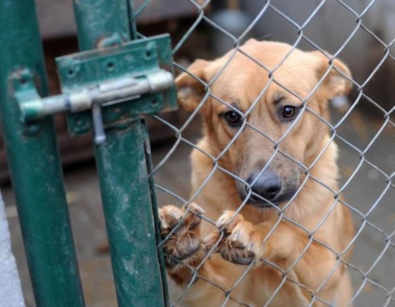 t „Programu opieki nad zwierzętami bezdomnymi oraz zapobiegania bezdomności zwierząt na terenie Gminy Liniewo w roku 2016”- wyrażenie opinii