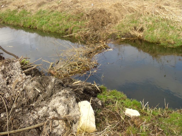 CORAZ WIĘKSZE SZKODY I STRATY SPOWODOWANE PRZEZ BOBRY!